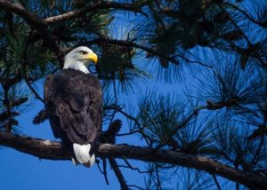 Endangered Species Act under attack