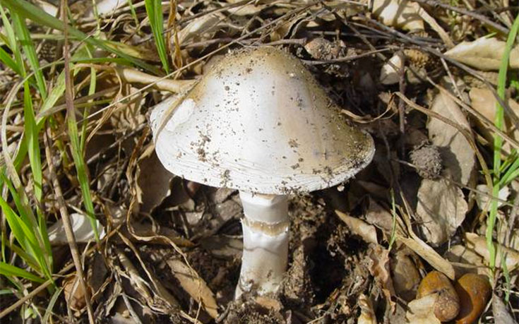 Amanita phalloides