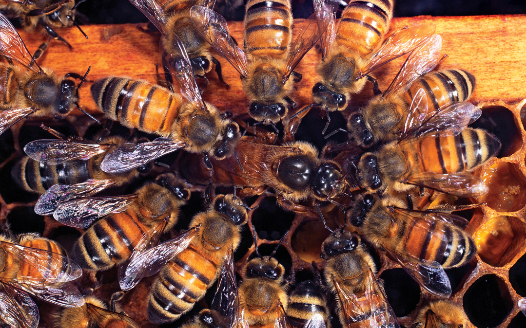 Honey Bee (Apis mellifera) workers mutual feeding within hive. Surrey, UK.