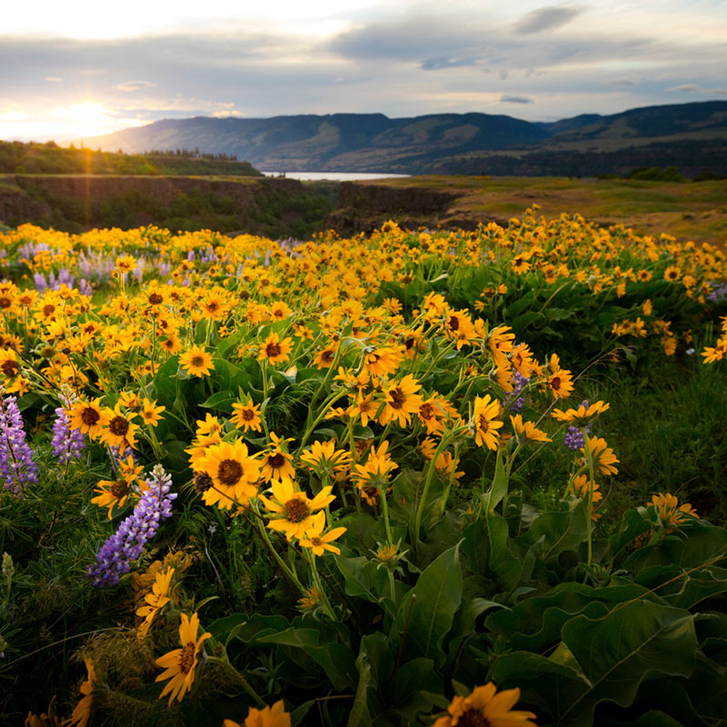 Columbia River Gorge