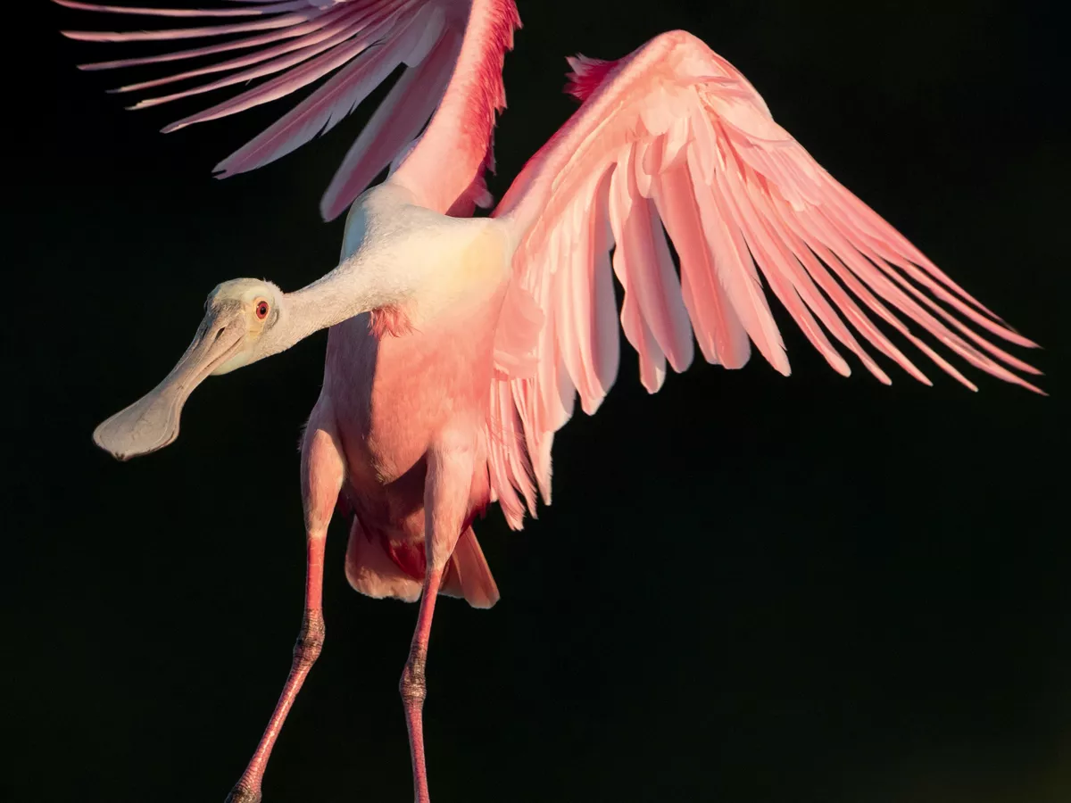 Roseate Spoonbill Range Birds Of A Feather: Rare Roseate Spoonbills