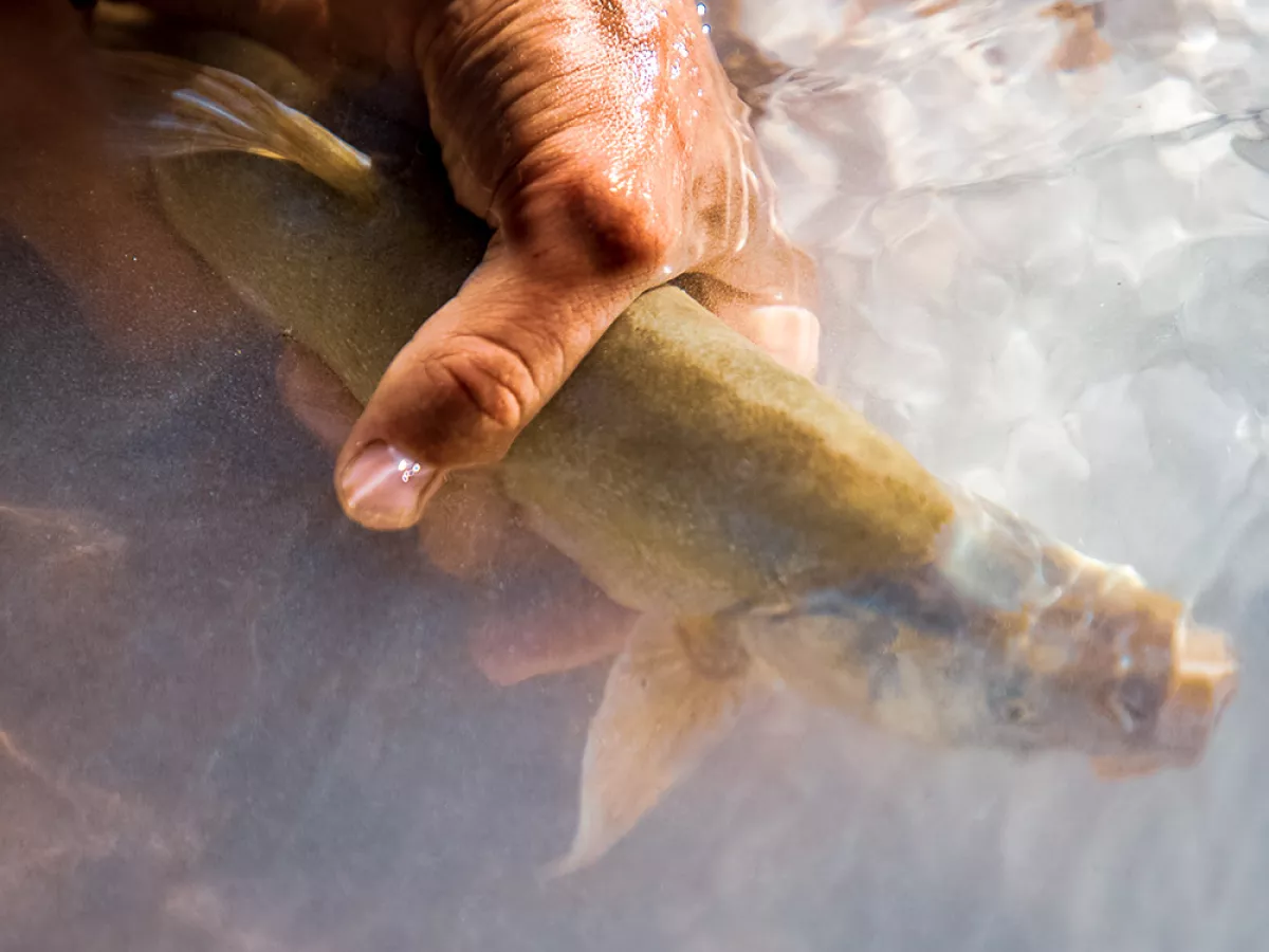Can the Ancient Humpback Chub Hang On in Today's Grand Canyon