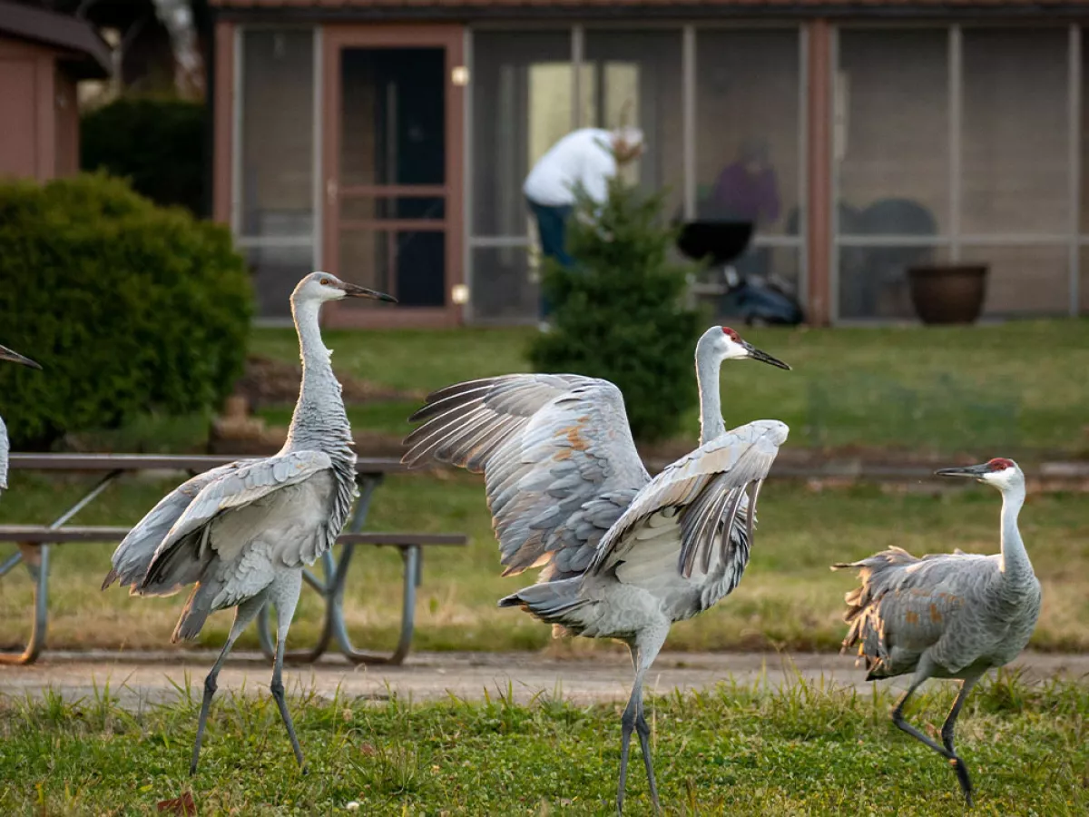 Sandhill Cranes Are Moving to Cities and Adopting Urban Lifestyles
