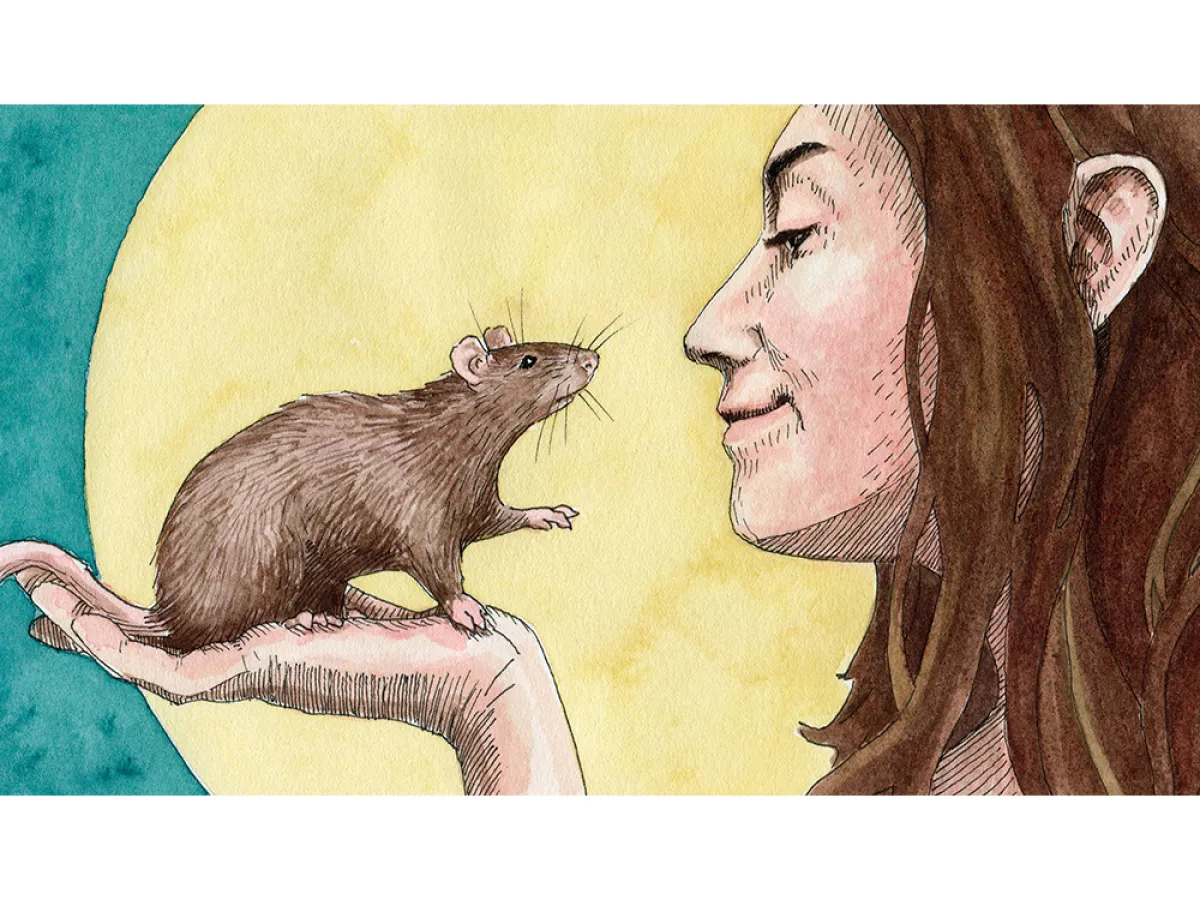 does tobacco kill rats Smoking weed bad for rats? : r/RATS In Defense of the Rat