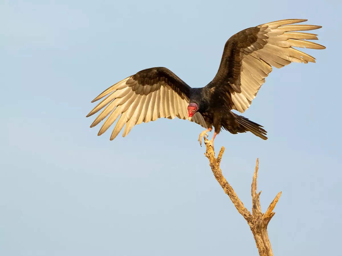 African Vultures  The Peregrine Fund