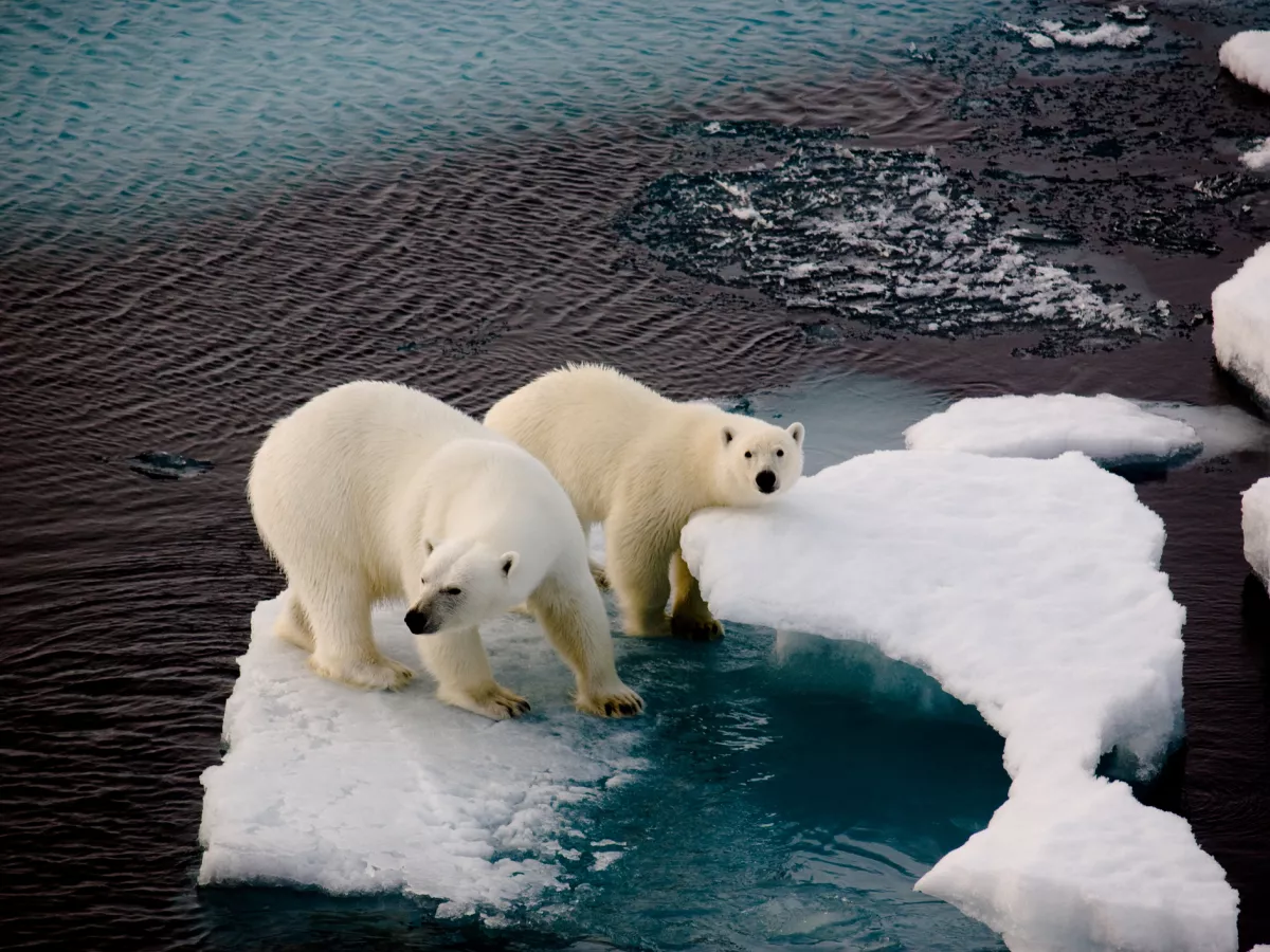 Polar Bear Chill Out Women's Sleep Pants - Medium 