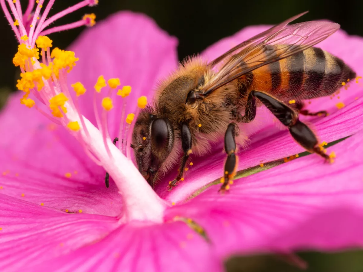 New Study Shows Roundup Kills Bees