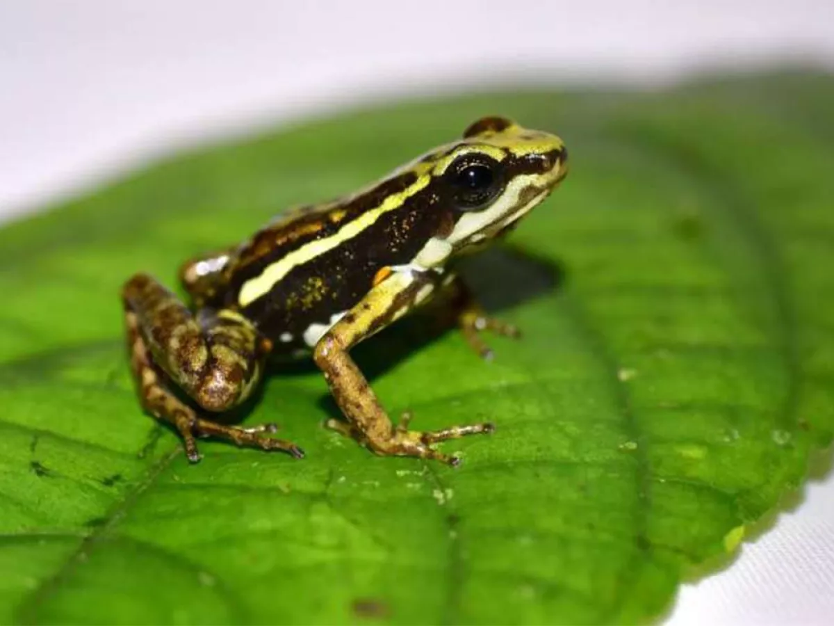 Could Poison Frogs Crush Addiction?