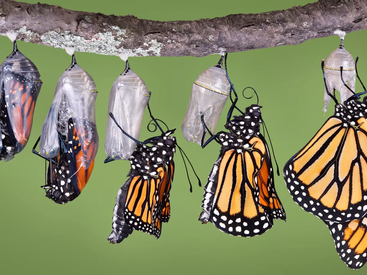 The Right-Wing Conspiracy Theorists and the Butterflies Sierra Club