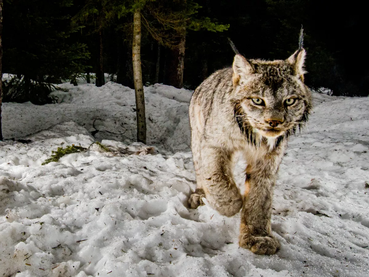 In Eastern Washington, the Canada Lynx Makes a Comeback