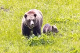 Grizzly bears. Photo by Jacob W. Frank, National Park Service