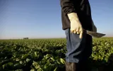 A farm worker in the field, harvesting crops