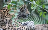 A jaguar, seen through branches, laying on a branch.