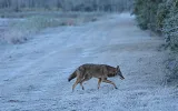 A red wolf crossing a dirt road within the wildlife refuge.