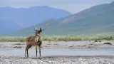 Caribou in the Arctic National Wildlife Refuge