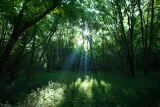 Sun through forest in Intrenchment Creek Park, Atlanta Georgia