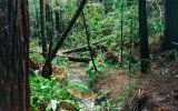 A creek in the Jackson Demonstration State Forest