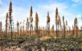 Lush green grass grows among damaged spruce and other trees along the Trans-Canada Highway, Canada.