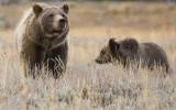 Grizzly bear 399 with one of her cubs. 