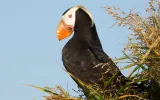 A tufted puffin near a burrow on Puffin Island, off the coast of Kodiak Island.