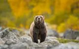 An innocent grizzly looks into the camera from far away.