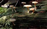 Fungi sprouting from a downed log under dappled light.