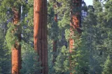 Giant Sequoias in California. Photo by Bob Wick.