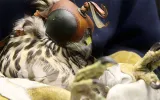 A juvenile Queen Charlotte Goshawk being treated at Alaska Raptor Center in Sitka, Alaska. | Photo courtesy Alaska Raptor Center