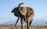 A majestic African elephant shows off his tusk