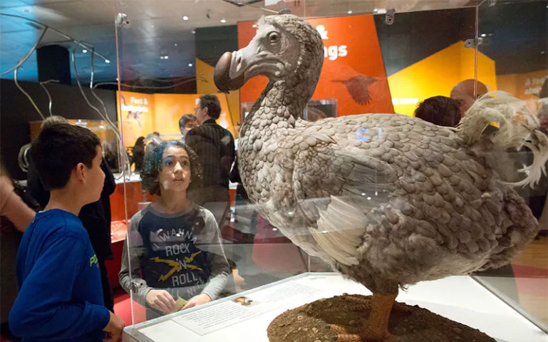 Fourth graders from P.S. 87 inspect a model of a Dodo bird 