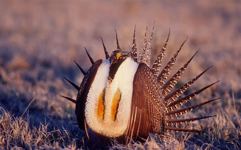 A male Sage Grouse in full display on a lek in Montana. | Photo by KeithSzafranski/iStock