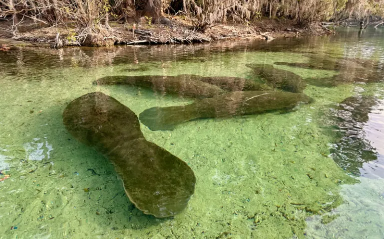 Manatees idling in the glass-clear waters of Blue Spring State Park.