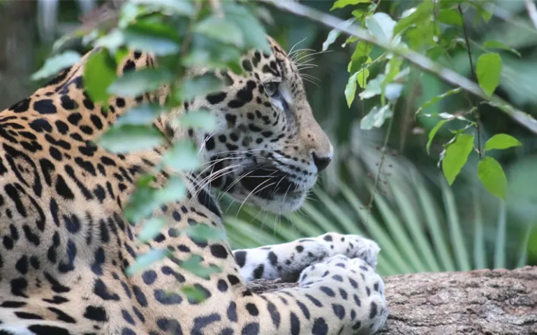 A jaguar, seen through branches, laying on a branch.