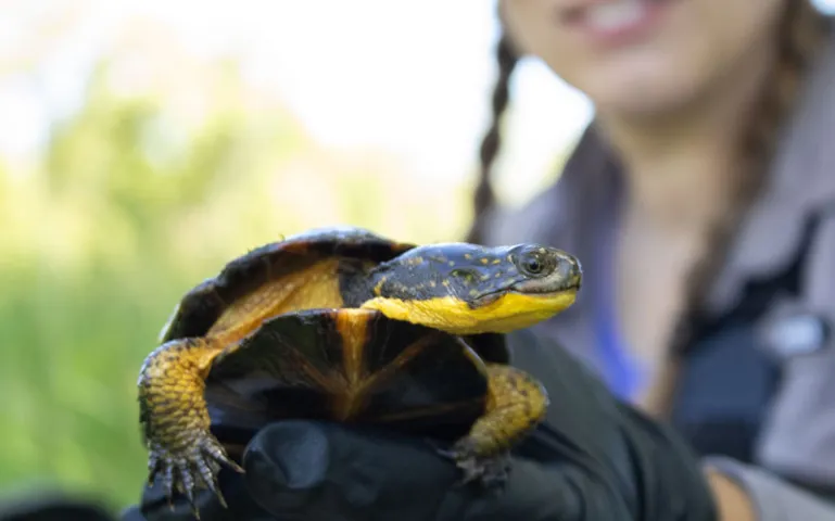 Callie Klatt Golba holds a Blanding's turtle in front of the camera before taking its measurements on June 2, 2026, in Illinois. 