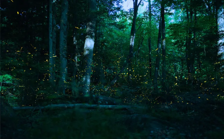 Fireflies in the Great Smoky Mountains