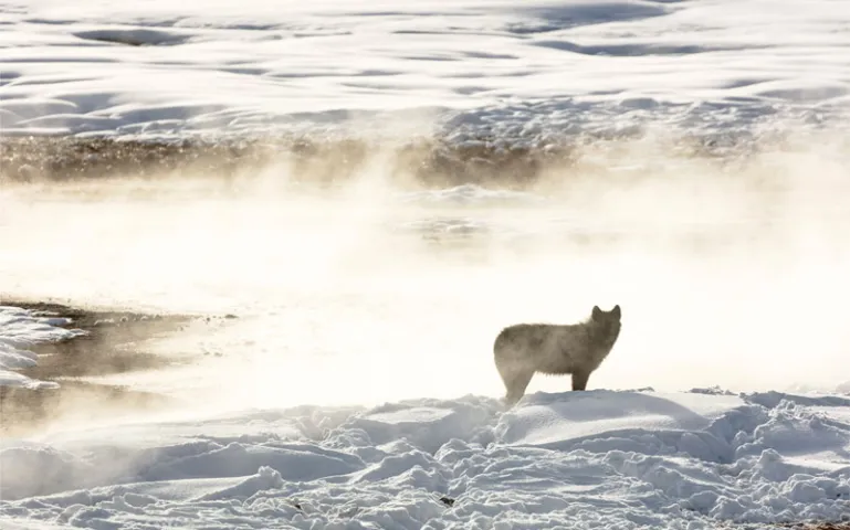 A black Yellowstone wolf stands in a landscape blanketed in snow while steam from a geyser rises from behind 