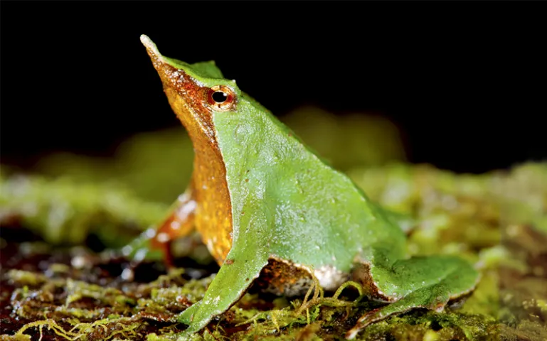 Close-up of a male Darwin's Frog with growing frogs inside his golden vocal sac