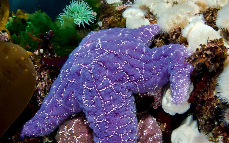 Two ochre sea stars (purple and eggplant colored) climb on white sea anemones in shallow water, with a ray of sun shining into the water