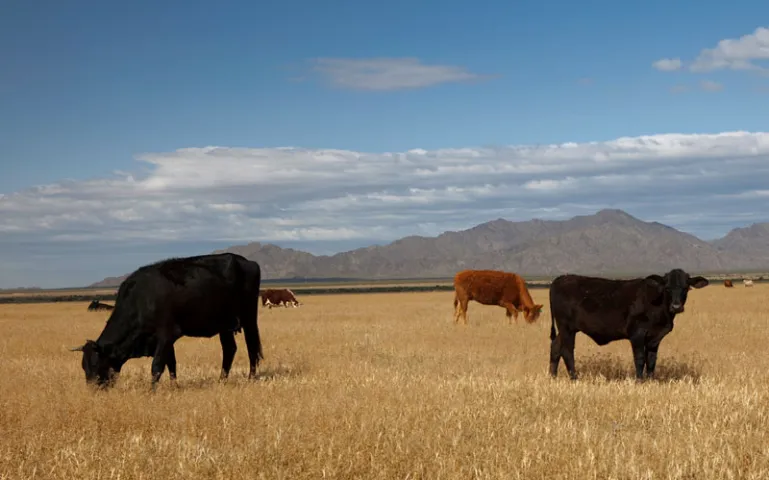 Cattle grazing in a parched field with mountains emerging in the background. 