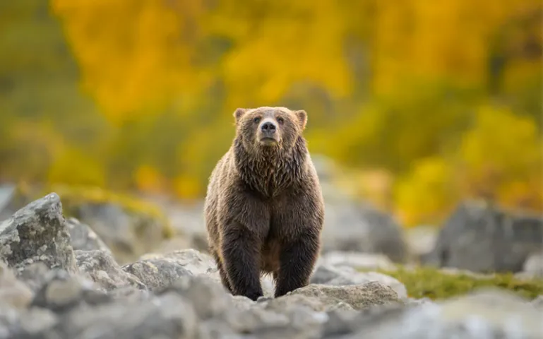 An innocent grizzly looks into the camera from far away.