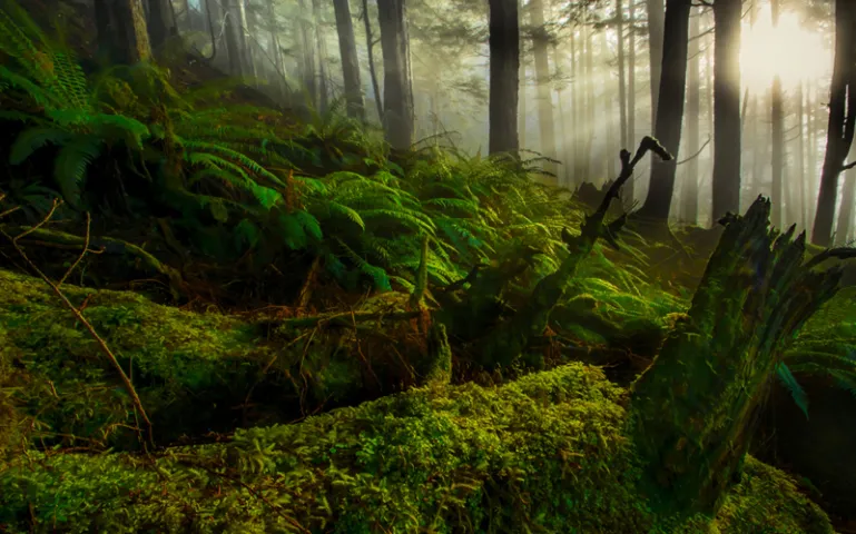 Sunlight filters through the rain forest canopy in the Tongass National Forest.