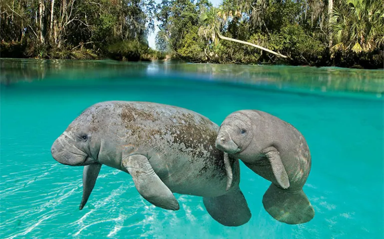 Manatees pose for the camera in the warm water springs of Three Sisters Springs, Florida.