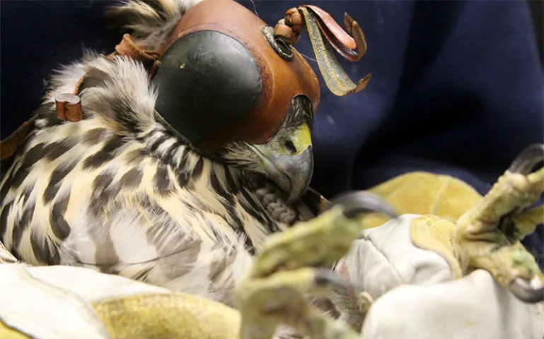 A juvenile Queen Charlotte Goshawk being treated at Alaska Raptor Center in Sitka, Alaska. | Photo courtesy Alaska Raptor Center