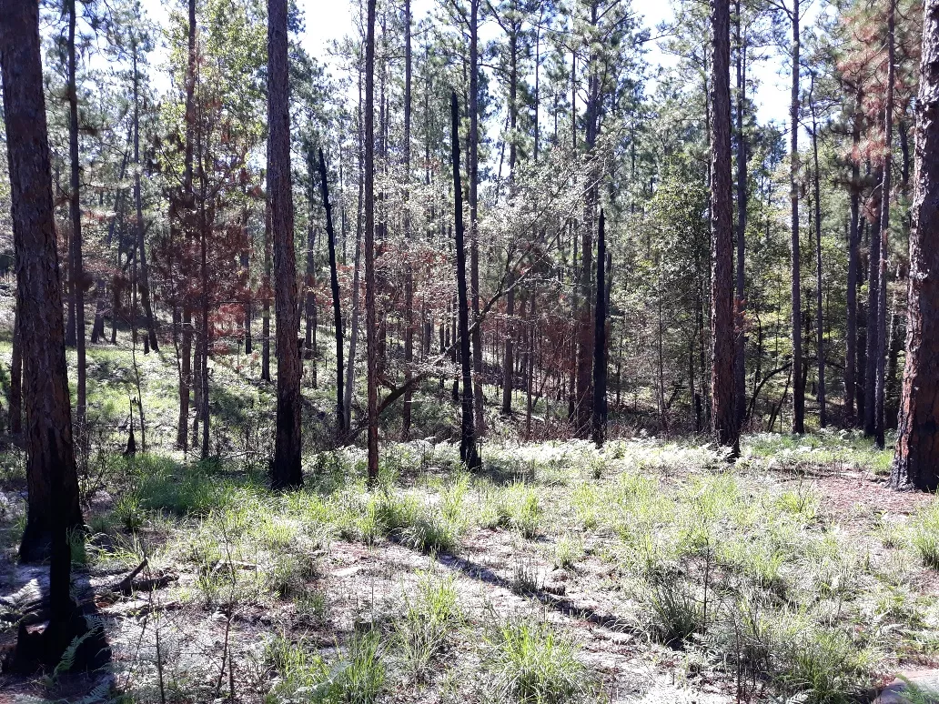 Burned trees from Hopson Fire