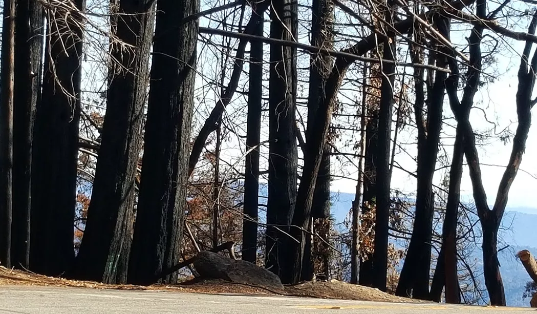 CZU Fire Damage Empire Grade