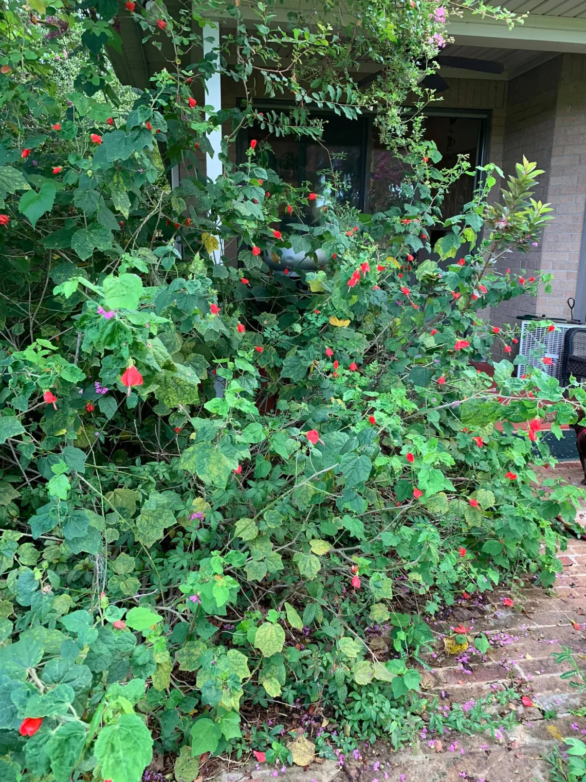 Turks Cap