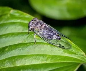 Annual Cicada. Photo by Steve Ring