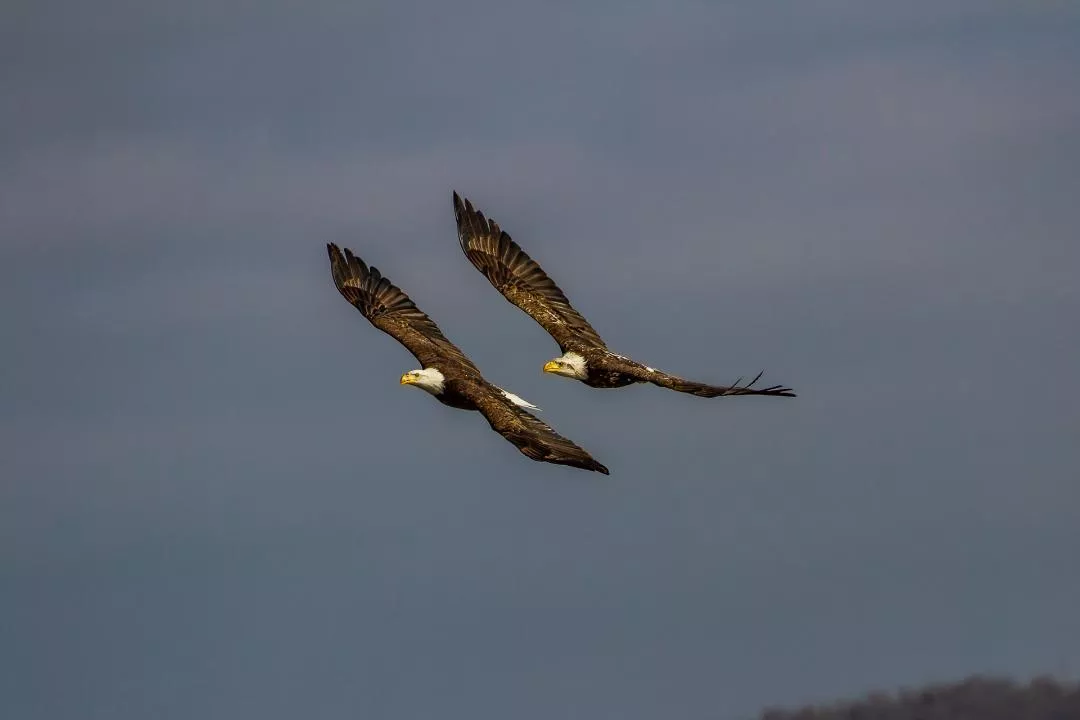 two bald eagles in flight 