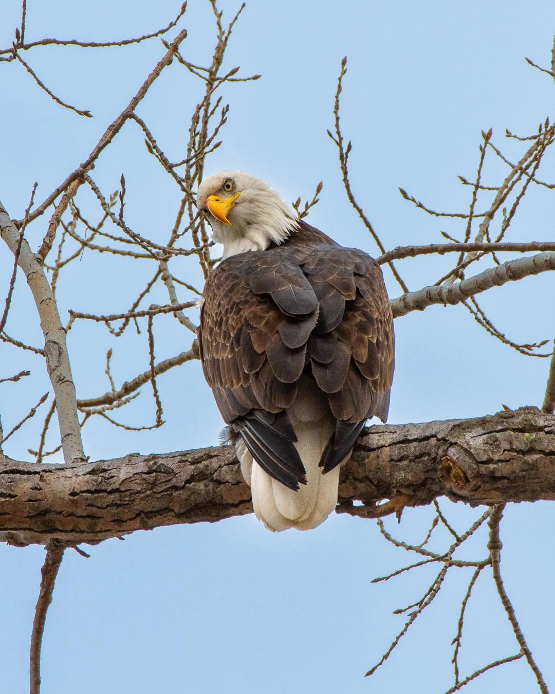 Bald eagle on tree branch, blue sky background