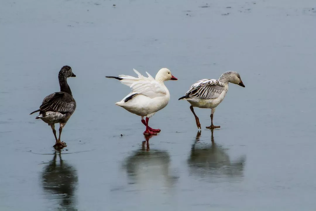 3 birds standing in water